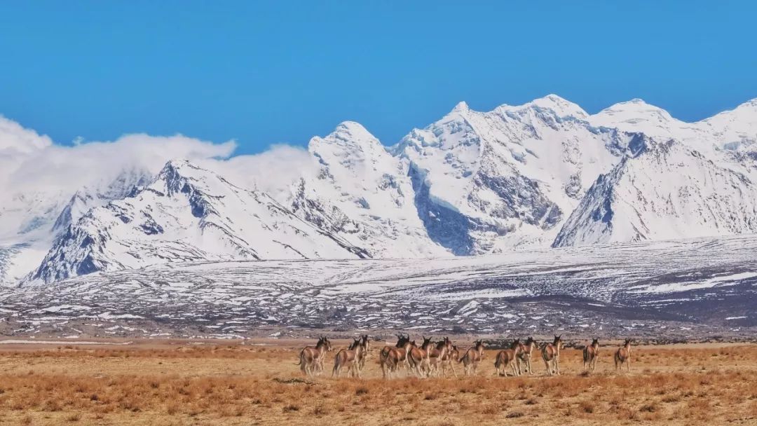 每一帧都美得像壁纸，人民日报也为它打call！这片土地今年一定要去一次！