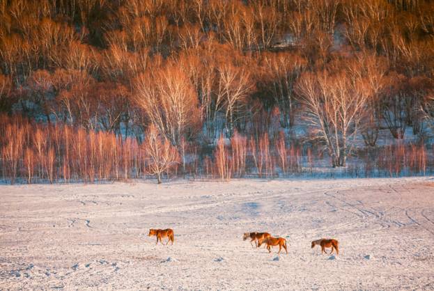 秋天的坝上草原，美得令人难以自拔！